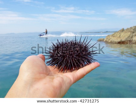 Black Echinoidea the hedgehog lies on a palm against the blue sea