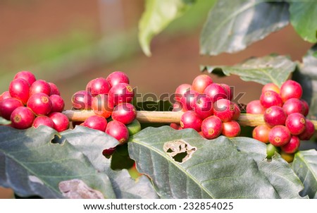 Coffee beans on tree in farm at North of Thailand