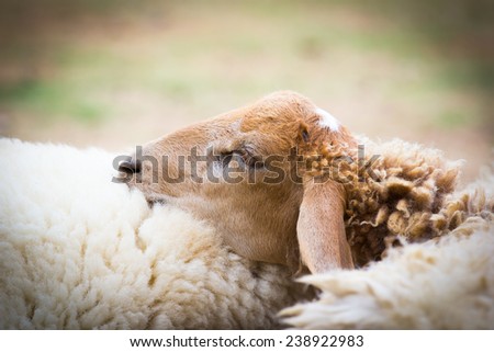 Closeup of sheep sleeping together on the farm ground