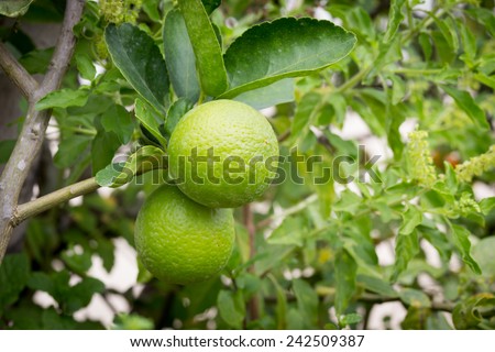 Fresh limes on lime tree
