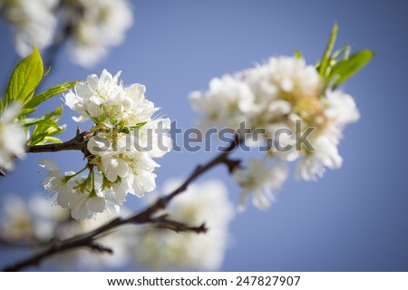 Branch of peach flower on blue sky background