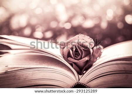 Red rose on the open book on bokeh background in vintage color filter