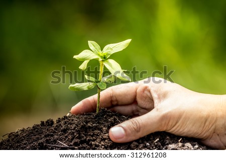 Closeup hand planting young tree in soil on green background,save world concept