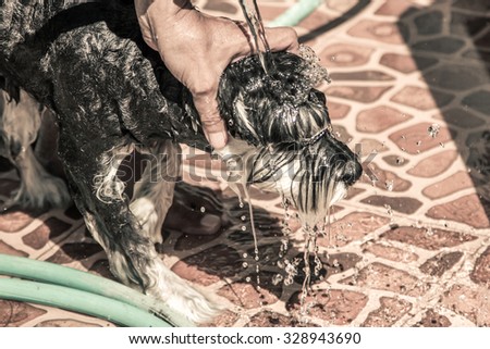 Dog take a bath on sunny day,vintage filter