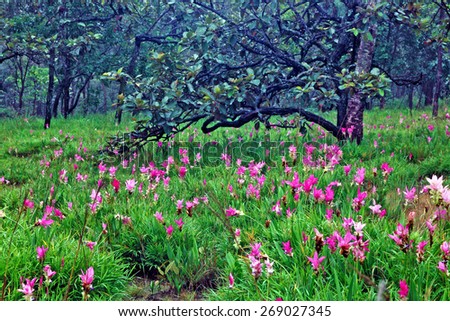 Siam tulip pink bloom season. Morning fog in forest
(Focus on the foreground flower clusers Released mist to blur the background.)