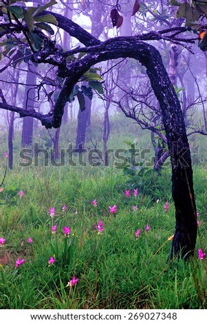 Siam tulip pink bloom season. Morning fog in forest
(Focus on the foreground flower clusers Released mist to blur the background.)