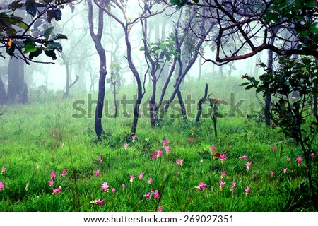 Siam tulip pink bloom season. Morning fog in forest\
(Focus on the foreground flower clusers Released mist to blur the background.)