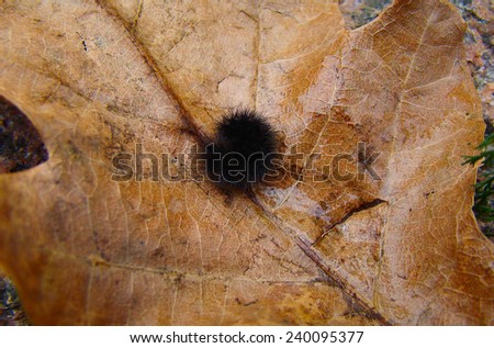 black hairy caterpillar on a dry oak leaves