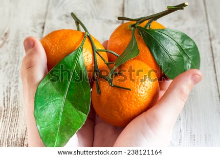 Tangerines with leaves in the hands of a child
