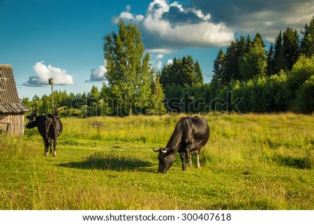 Cows grazing on a green meadow. Non-urban scene.