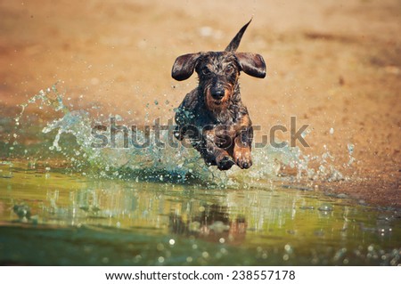Dog jumping in the water