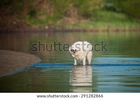 dog shakes off water