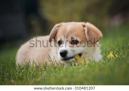 cute little puppy lying in the grass and chews ribbon