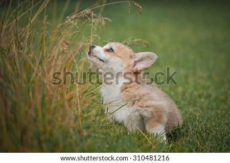 cute puppy smelling a flower