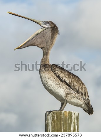 Happy Pelican A pelican, mouth wide open and standing on a piling, is happy about his morning feast of fish in Jupiter, Florida.
