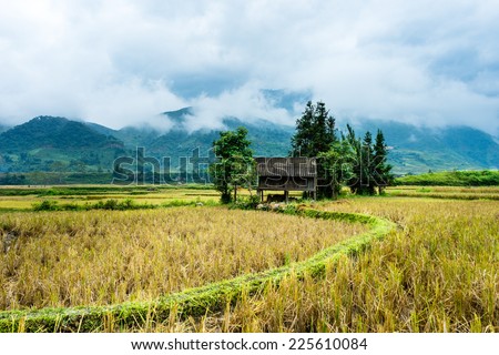 the field in vietnam in yen bai province- viet nam