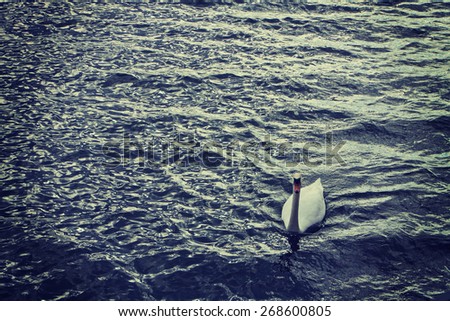White solitary swan swimming on dark sea waters with waves. Instagram-like retro filter added