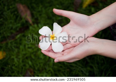 Hands picked fresh frangipani flower