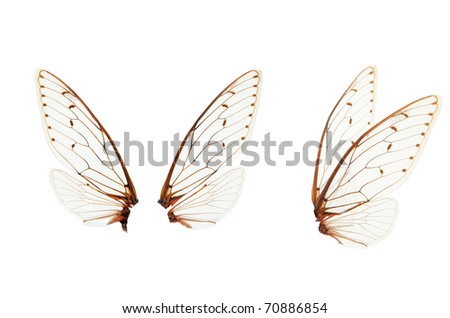 insect wings reports Wing,