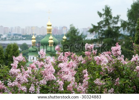 Tender flowers of lilac tree and a church