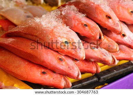 Red snapper fish