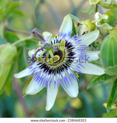 a Passiflora, known also as the passion flowers or passion vines
