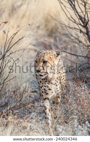 Cheetah prowling in the drie African savanna grass, trying to find food.