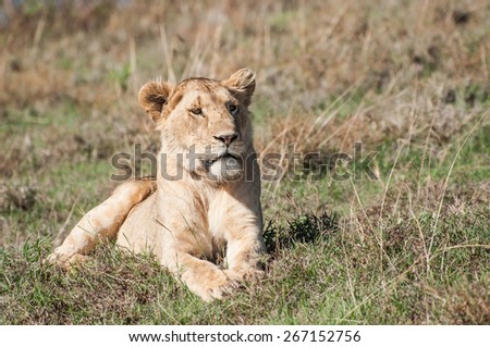 A  fully grown lioness is lying down, with her front paws stretched out in front of her, in the short grass on a hill.