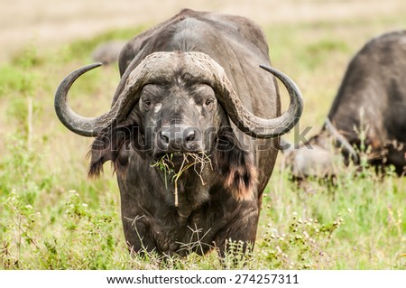 A Cape buffalo standing in lush green grass, gazing while looking towards the viewer, grass hanging from his mouth.