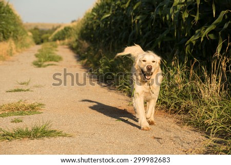 A female golden retriever dog walks along a gravel road that runs through a corn field filled with fully grown corn.