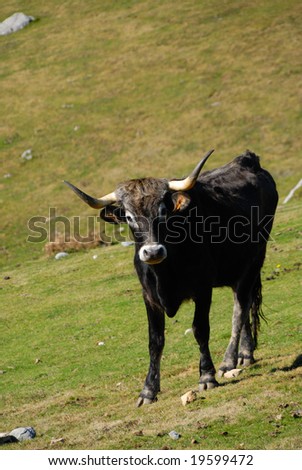 little Cow on a meadow
