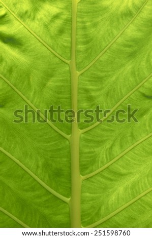 Green tropical leaf detail