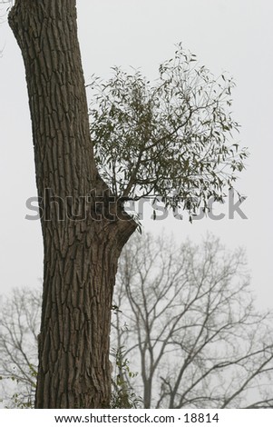 Tree in London Ontario\'s St. Julian Park