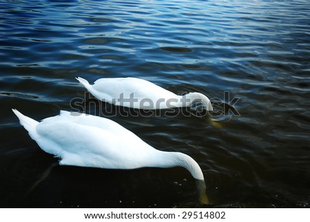 Two swans fishing with their heads in the water.