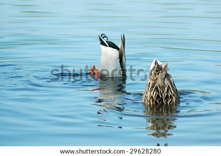 Funny. Two ducks fishing in the water with only their bums exposed