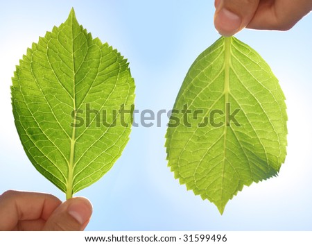 The front and back view of a hydrangea leaf in front of the sun and blue sky.