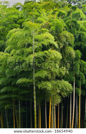 A thriving green bamboo forest at full height