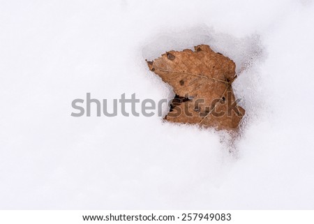 Dry autum leaf on the snow. \
Dry leaf.
