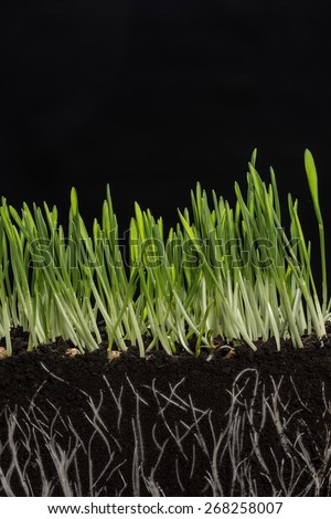 Green barley grass with roots isolated on black background. Green barley. Photographedin studio.