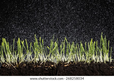 Green barley seedlings with roots in the rain. Barley seedlings, Photographedin studio.