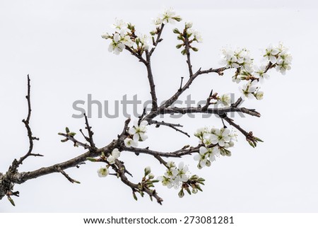 Tree branch with sour cherry blossom on white background. Sour cherry blossom.