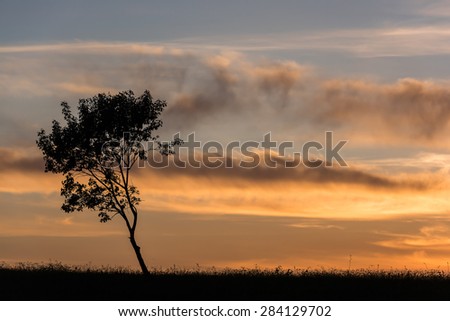 Sunset with Cloudy Sky and Silhouette of Tree. Sunset Tree Silhouette.