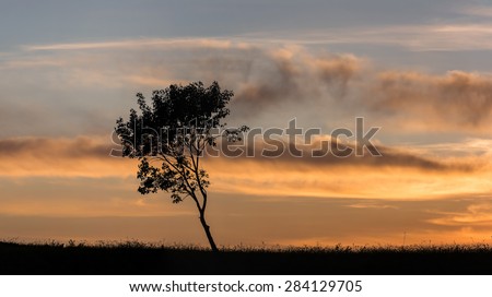 Sunset with Cloudy Sky and Silhouette of Tree. Sunset Tree Silhouette.