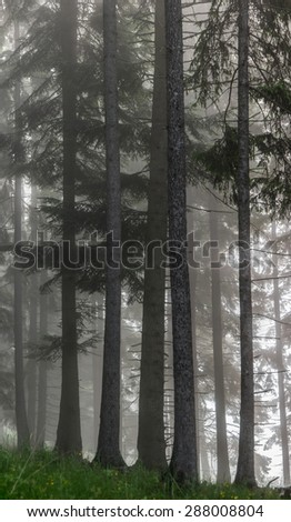 Foggy Morning in the Pine Forest. Fog in the forest.