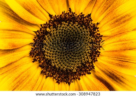 Sunflower isolated on white background. Ornament Sunflower.