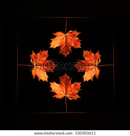 Maple leaf in black background, symmetric pattern. Leaf Pattern.