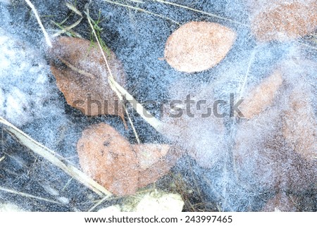 leafs in ice ,winter, leaf and grass between the ice effects of crystals on the surface