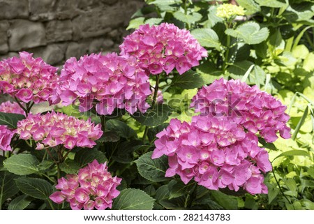 hydrangea flowers, hydrangea plant with pink flower , close up photo, perspective view, flower petals very evident, natural light ,wall background