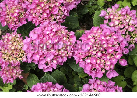 hydrangea flowers, hydrangea plant with pink flower , close up photo,  flower petals very evident,photo  from above , natural light ,
