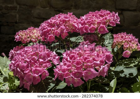 hydrangea flowers, hydrangea plant with pink flower , closeup photo, flower petals very evident, front view, natural light ,dark background of the wall